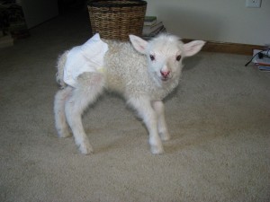 "Lamb diaper" was, oddly enough, not a very strong search term. 
